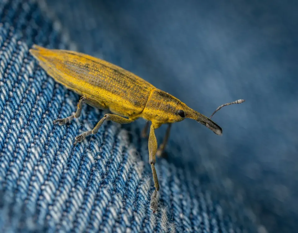 Weevil — Pest Control